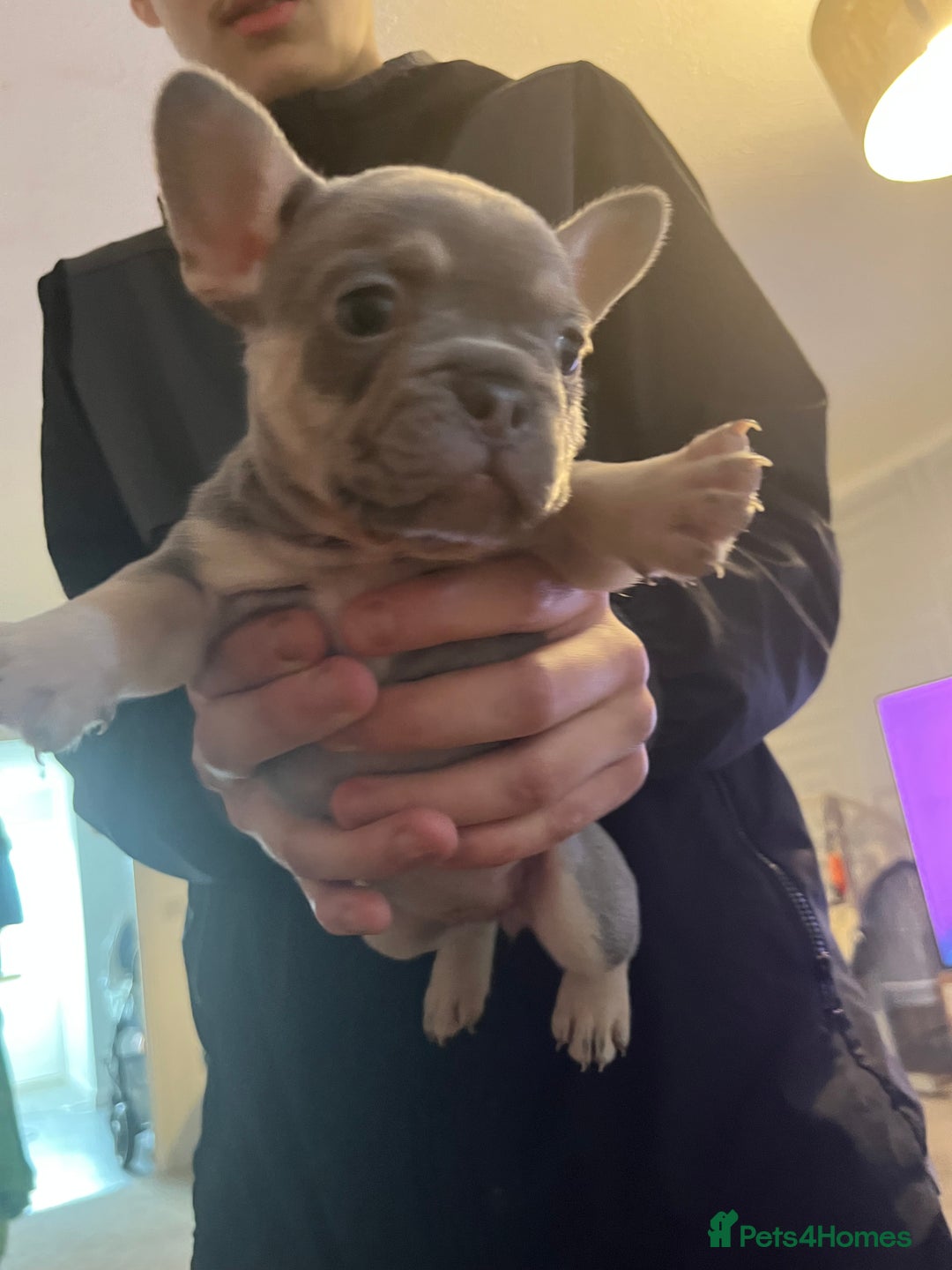 French Bulldog dogs for sale: French bulldog bitches  - Advert 12