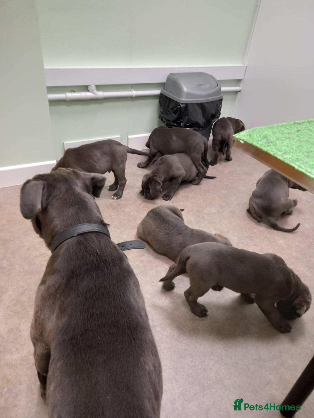 Cane Corso dogs for sale: Original cane corso  - Advert 4