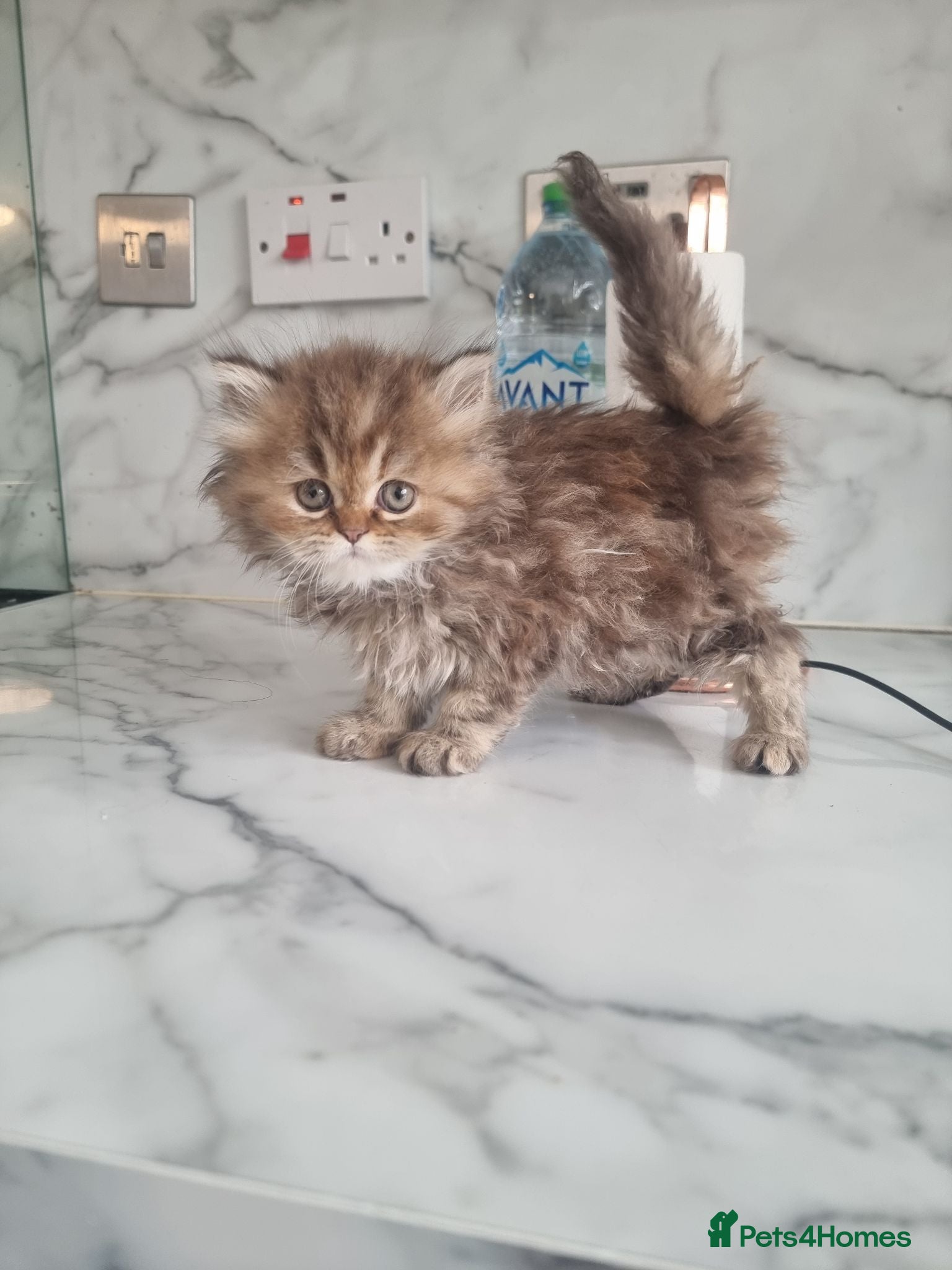 Persian cats Beautiful Persian Kittens Ready for Loving Homes - Advert 1