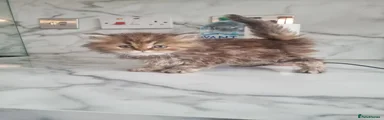Persian Kitten 4