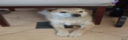 Mixed Breed dogs for adoption: ❤️🐶 BUL’KA – THE HAPPIEST LITTLE SOUL in Burton-on-Trent - Advert 5