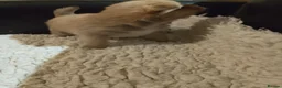 Pomchi dogs for sale: 5 beautiful pomchi puppies for sale - Advert 4