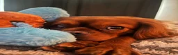 Cavalier King Charles Spaniel dogs for sale: Arlo  - Advert 5