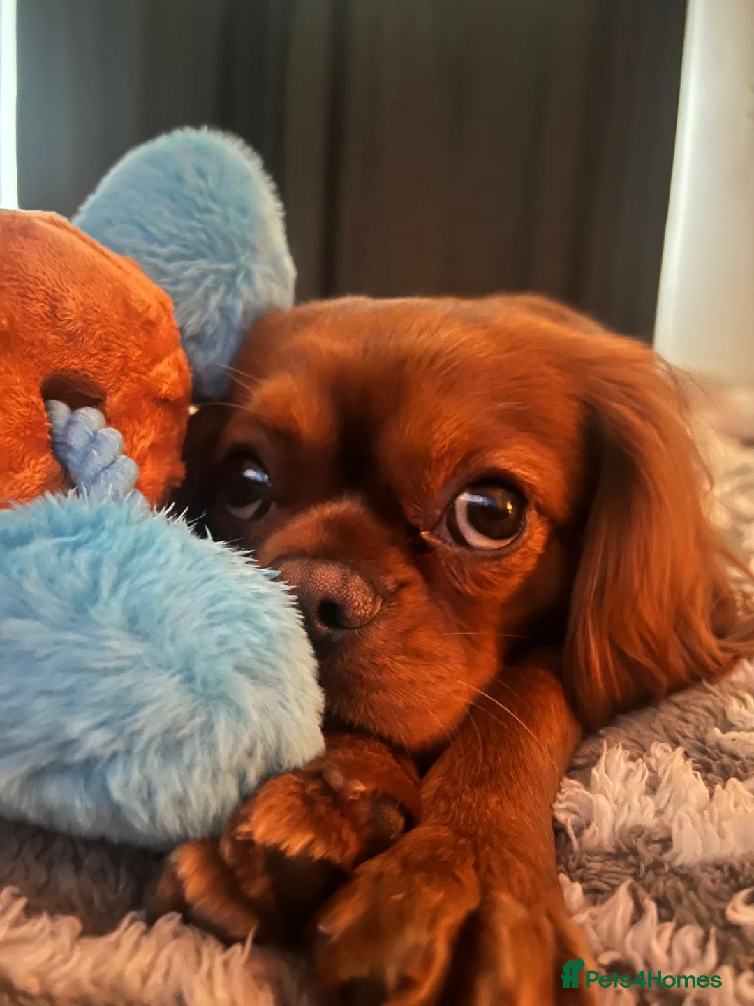 Cavalier King Charles Spaniel dogs for sale: Arlo  - Advert 5