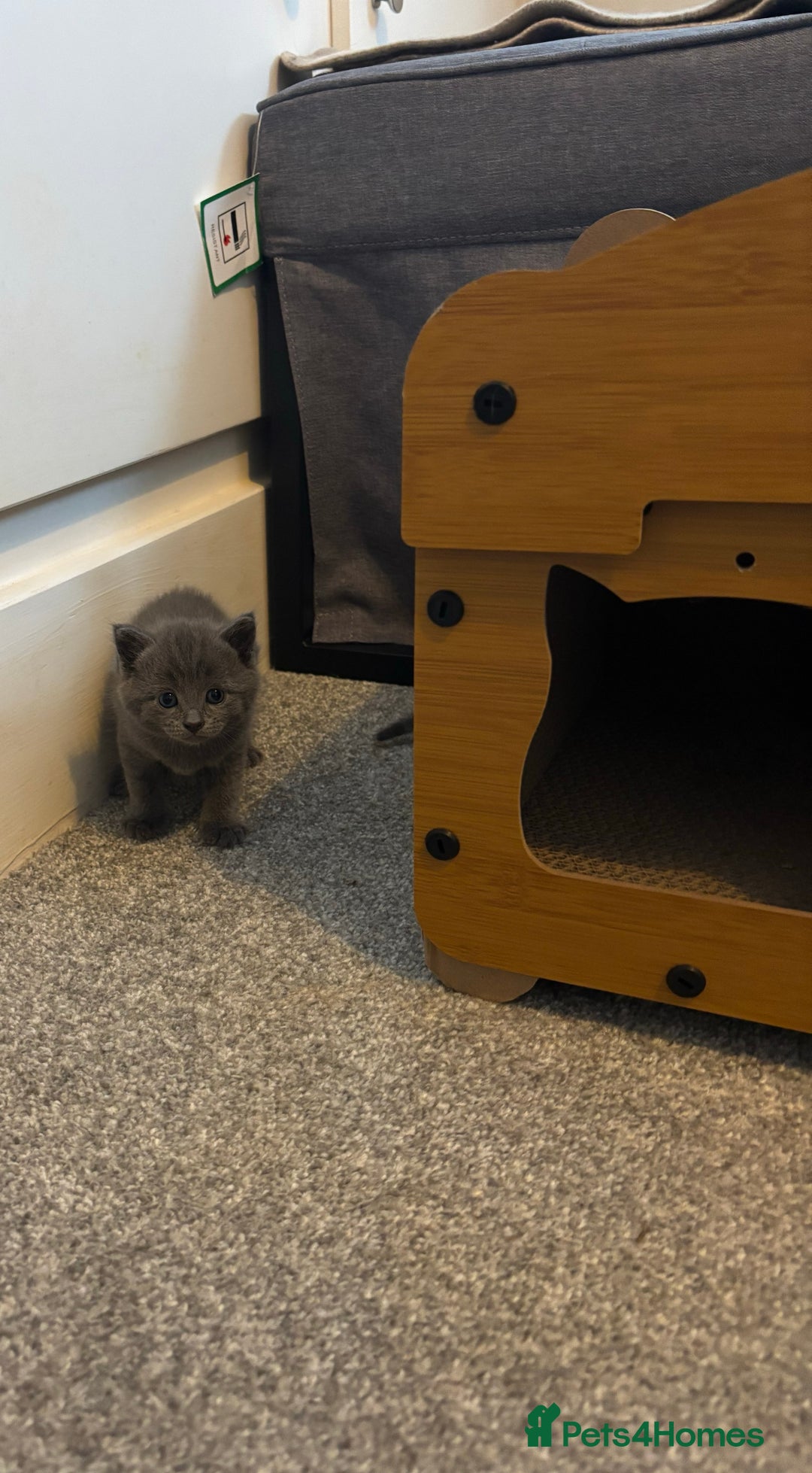 Burmese cats for sale: Beautiful blue kittens  - Image 16