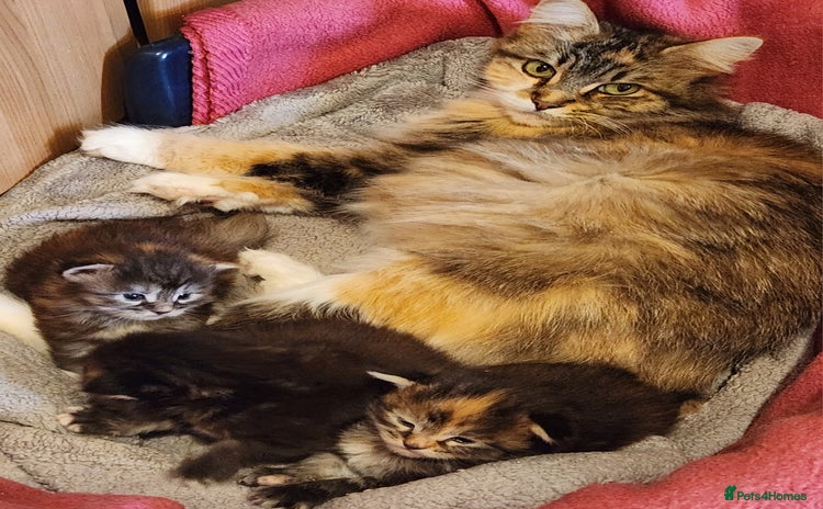 Maine Coon cats - Advert 14