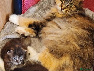 Maine Coon cats New litter Maine coon Kittens 100% Pedigree - Advert 2