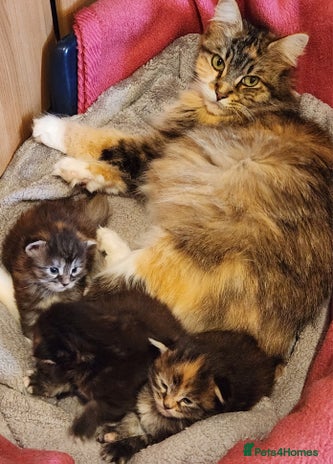 Maine Coon cats - Advert 1