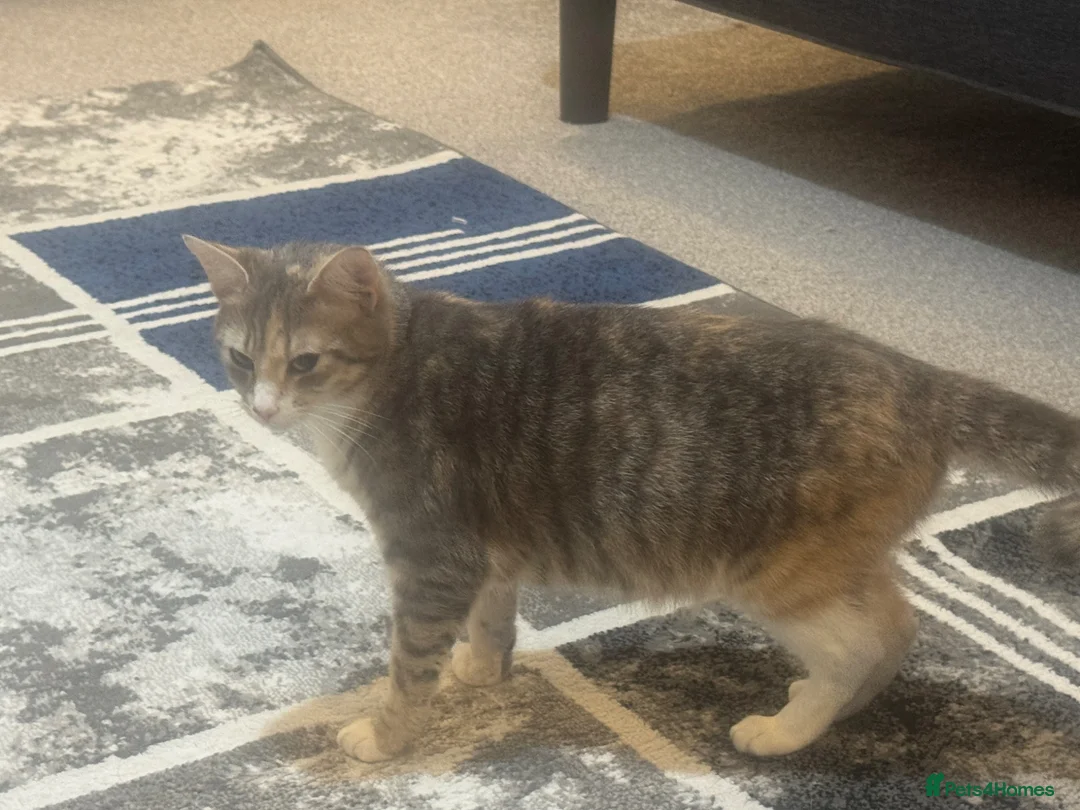 British Shorthair cats for sale: Kittens for Sale – Ready for Loving Homes! 🐾 in Manchester - Advert 10