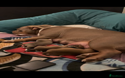 American Bully dogs for sale: RemmyXHienz litter 6 beautiful puppies  - Image 17