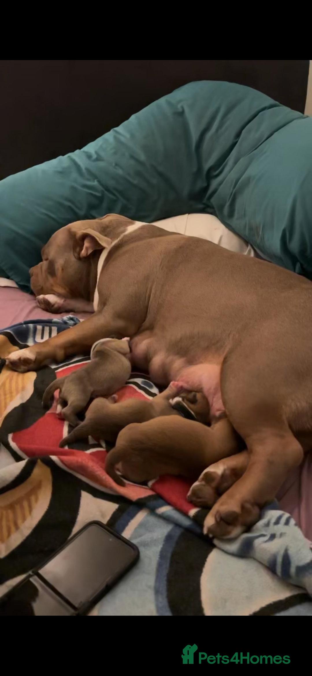 American Bully dogs for sale: RemmyXHienz litter 6 beautiful puppies  - Image 17