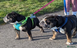 English Bulldog dogs for sale: Brother and sister looking for new home - Advert 1