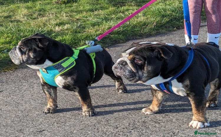 English Bulldog dogs Brother and sister looking for new home - Advert 1