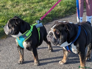 English Bulldog dogs for sale: Brother and sister looking for new home - Advert 1