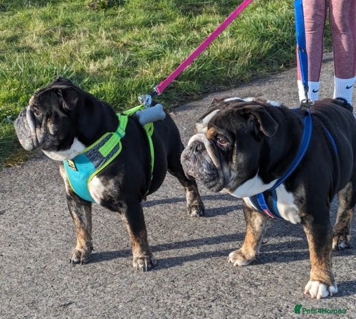 English Bulldog dogs Brother and sister looking for new home - Advert 1