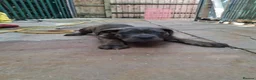 Cane Corso dogs for sale: ICCF Registered 🧬🏆 Cane Corso pups. - Advert 21