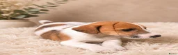 Jack Russell dogs for sale: Jack russel puppies in Crook - Advert 5