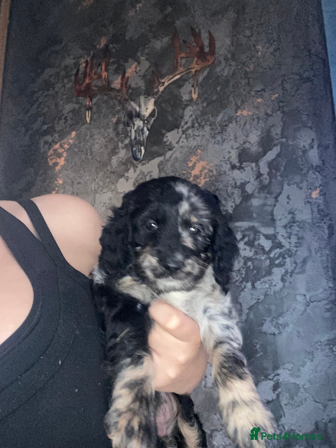 Cockapoo dogs for sale: Beautiful Merle F1 cockapoos  - Image 2