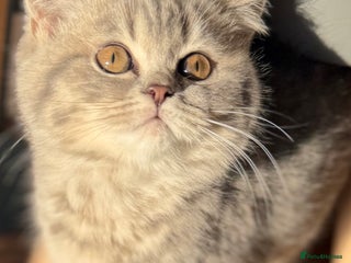 British Shorthair cats Bsh Cute Teddy Bears - Advert 9