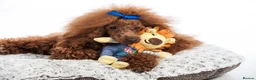 Cavapoo dogs for sale: F1 Red Toy Cavapoo Puppies 5* home bred DNA  - Advert 29