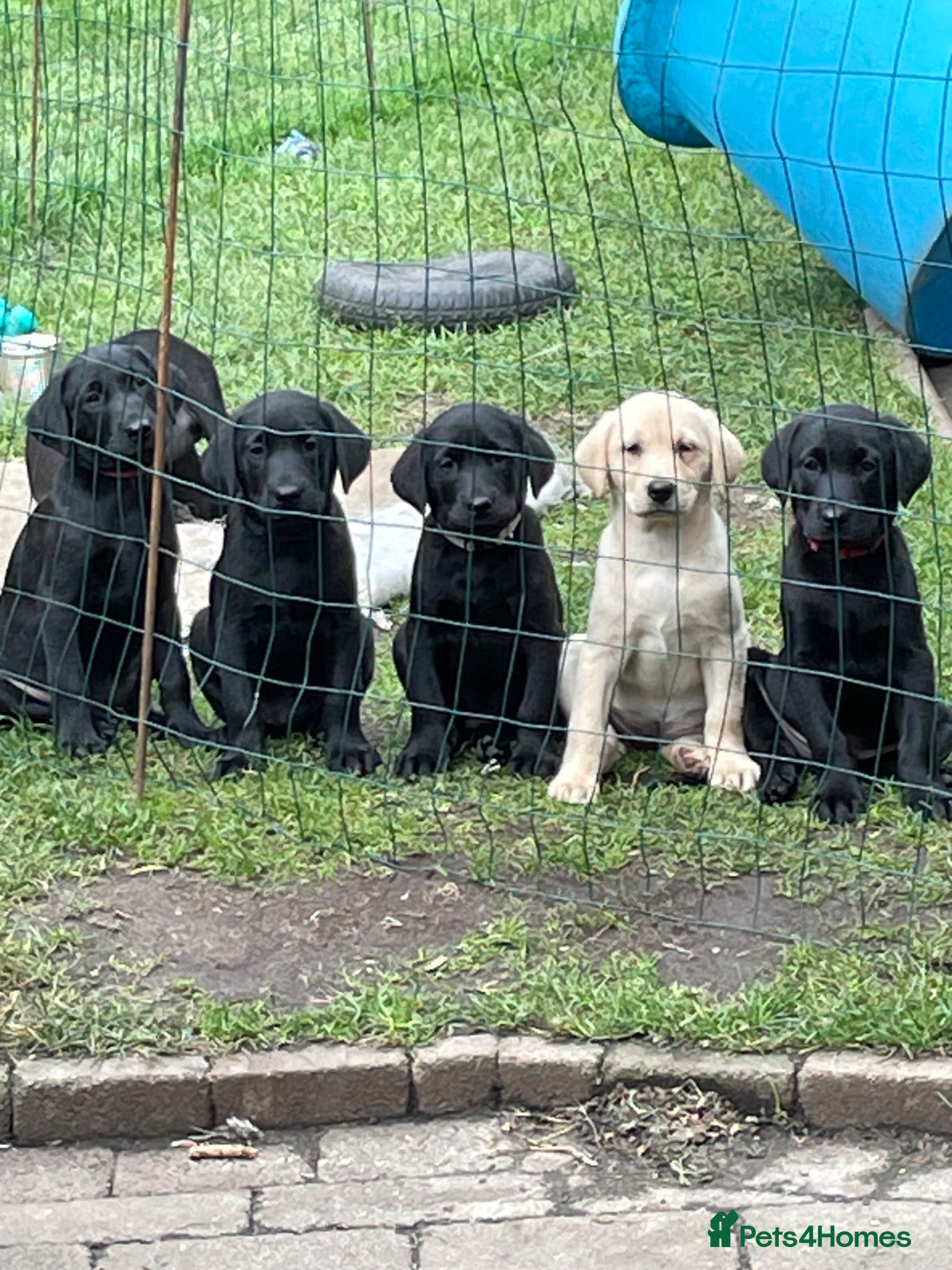 Labrador Retriever dogs Four little Labrador boys ready for their new home - Advert 9