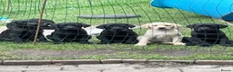 Labrador Retriever dogs for sale: Four little Labrador boys ready for their new home in Bury - Advert 1