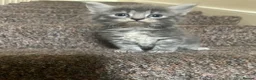 Mixed Breed cats for sale: The kittens are ready for new home  in London - Advert 5