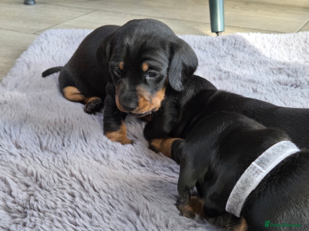 Miniature Dachshund dogs for sale: Beautiful Pedigree Miniature Dachshund Puppies - Image 9
