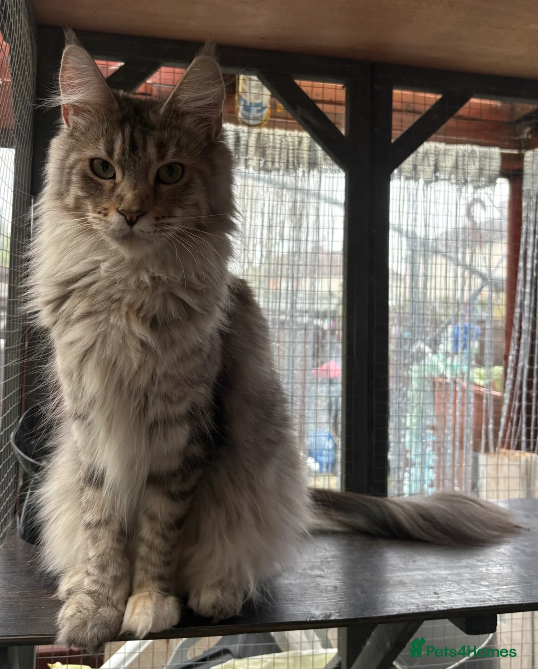 Maine Coon cats for sale: Maincoon girls blacksmoke  on active ,silver tabby - Advert 4