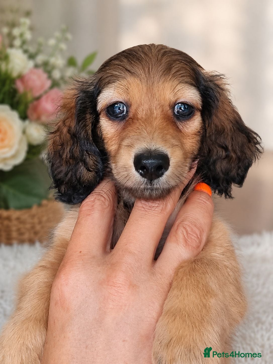 Miniature Dachshund dogs 🌟KC reg.Miniature LH Dachshund Puppies 🌟  - Advert 11