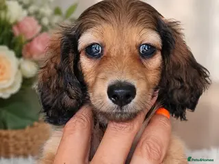 Miniature Dachshund dogs 🌟KC reg.Miniature LH Dachshund Puppies 🌟 - Advert 11