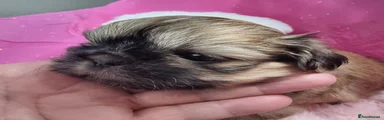 Shih Tzu 3 tiny girl
