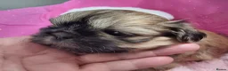 Shih Tzu dogs for sale: Kc reg Stunning small baby boys/girl - Advert 32