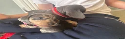 Dachshund dogs for sale: 9 amazing dapple dachshund puppys  - Advert 19