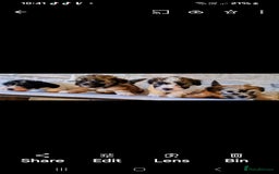 Maltipoo dogs for sale: Maltipoo's rare sable parti colours x4 - Image 6