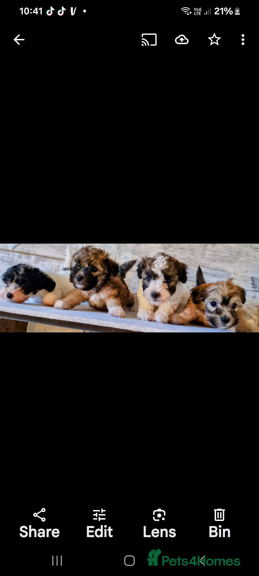Maltipoo dogs for sale: Maltipoo's rare sable parti colours x4 - Image 6