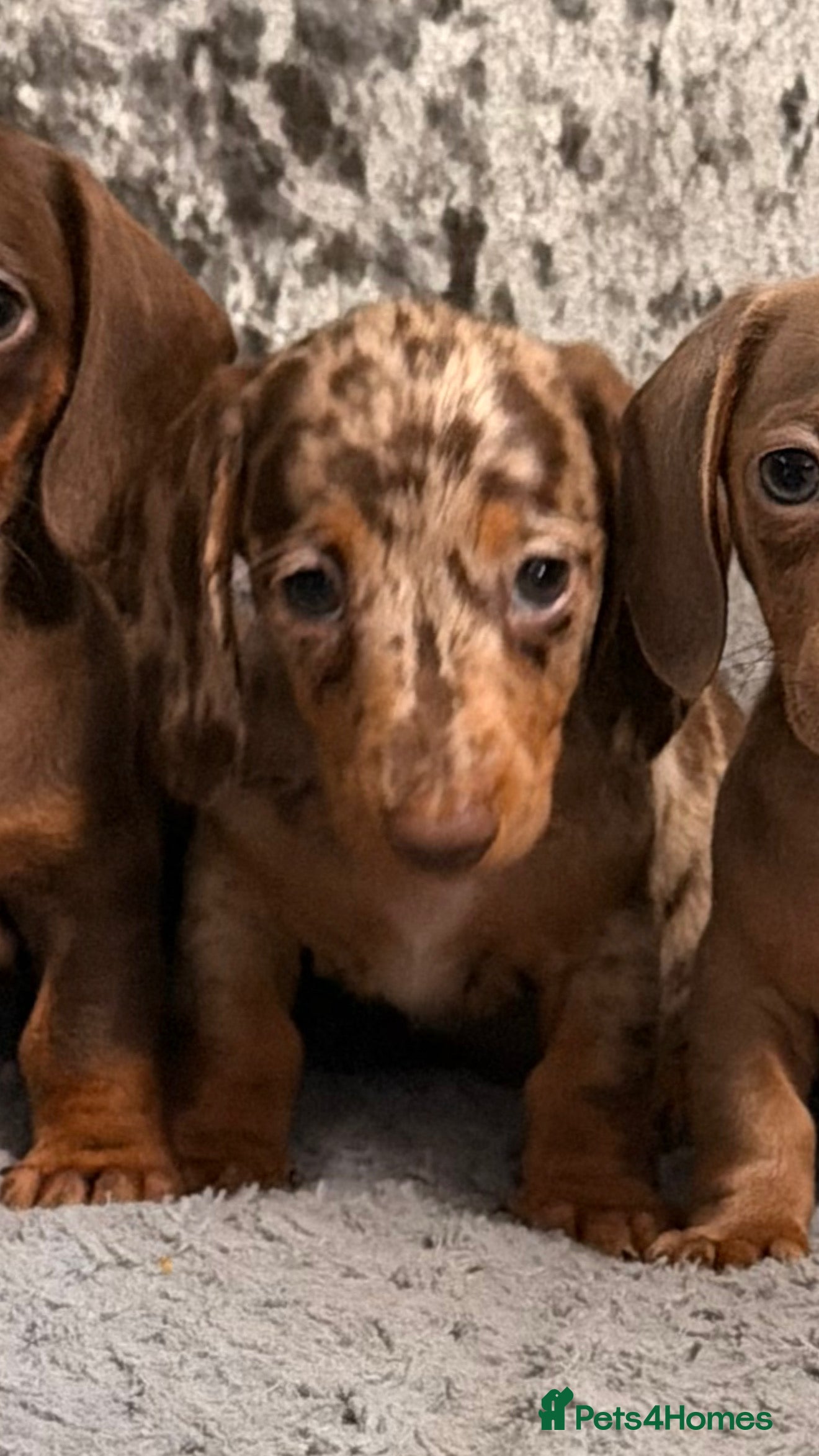 Miniature Dachshund dogs True to type miniature dachshund puppies ready now - Advert 2