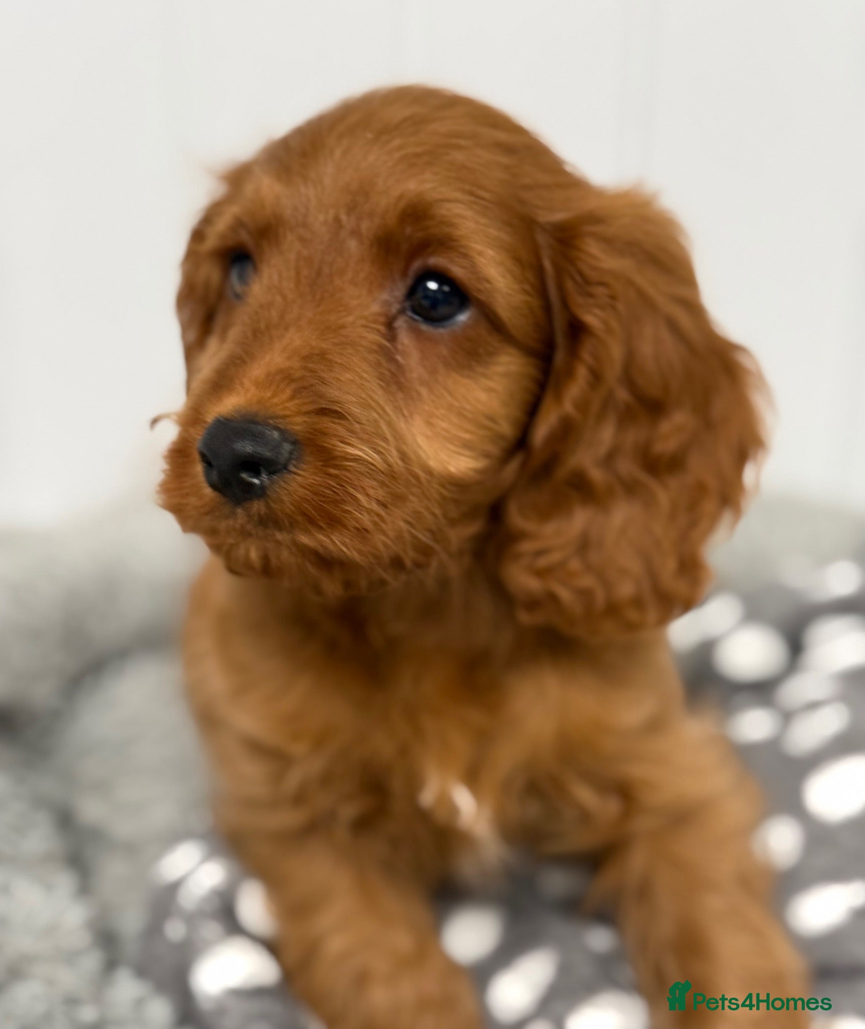 Cavapoo dogs F1 Cavapoo Puppies - Advert 4