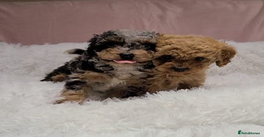 Cavapoo dogs Stunning Toy Cavapoo Puppies DNA Tested Parents - Advert 2