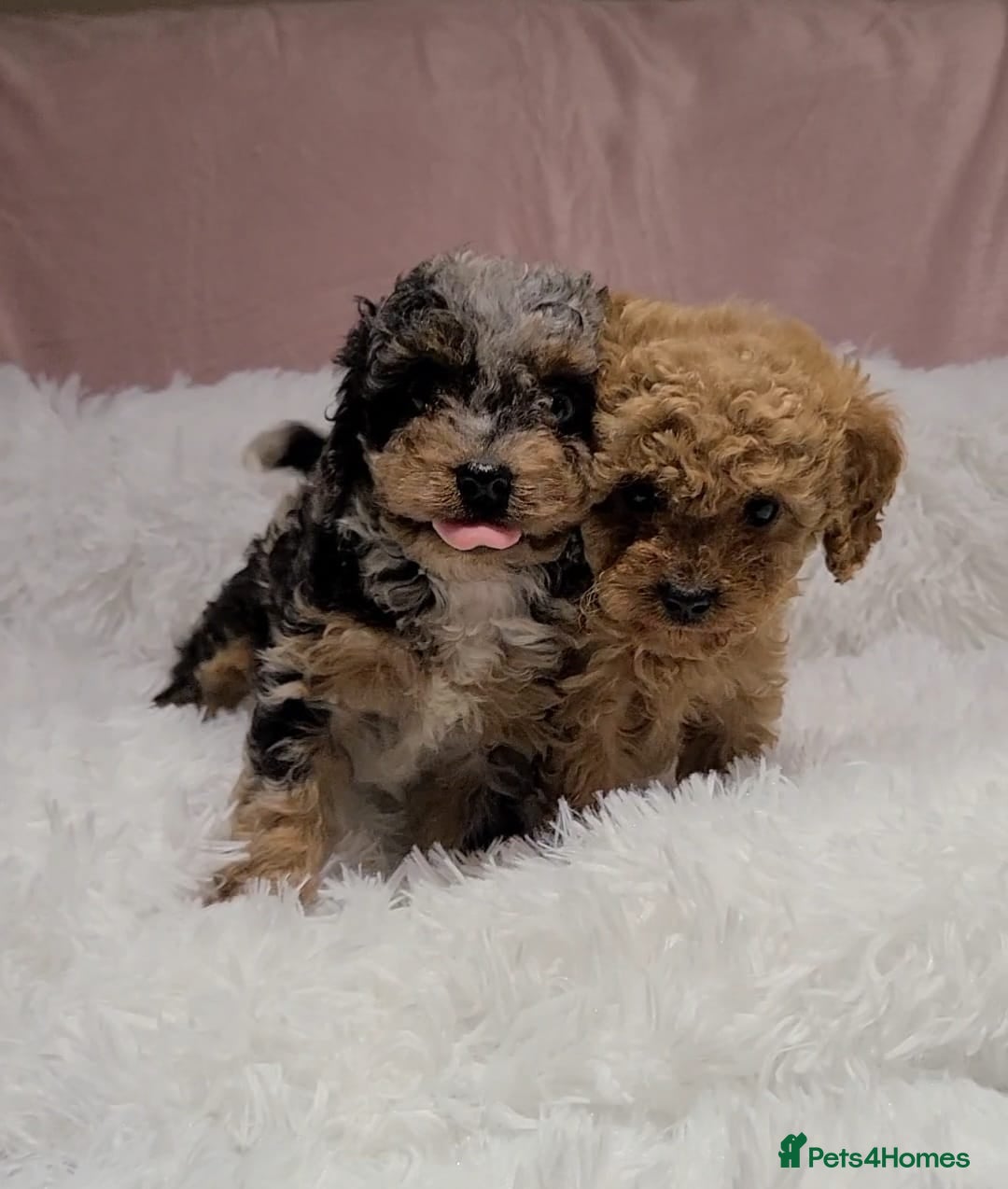 Cavapoo dogs for sale: Stunning Toy Cavapoo Puppies DNA Tested Parents - Advert 3