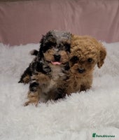 Cavapoo dogs Stunning Toy Cavapoo Puppies DNA Tested Parents - Advert 2