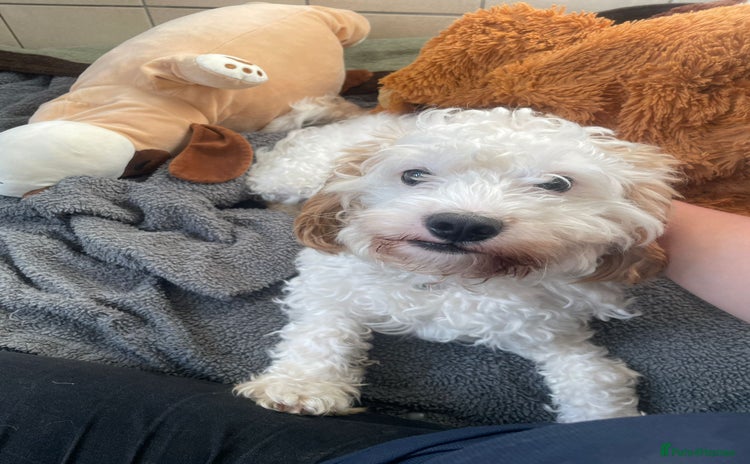 Cavapoo dogs - Advert 7