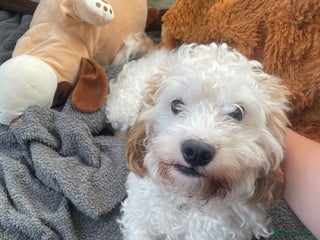 Cavapoo dogs Mike - Advert 1