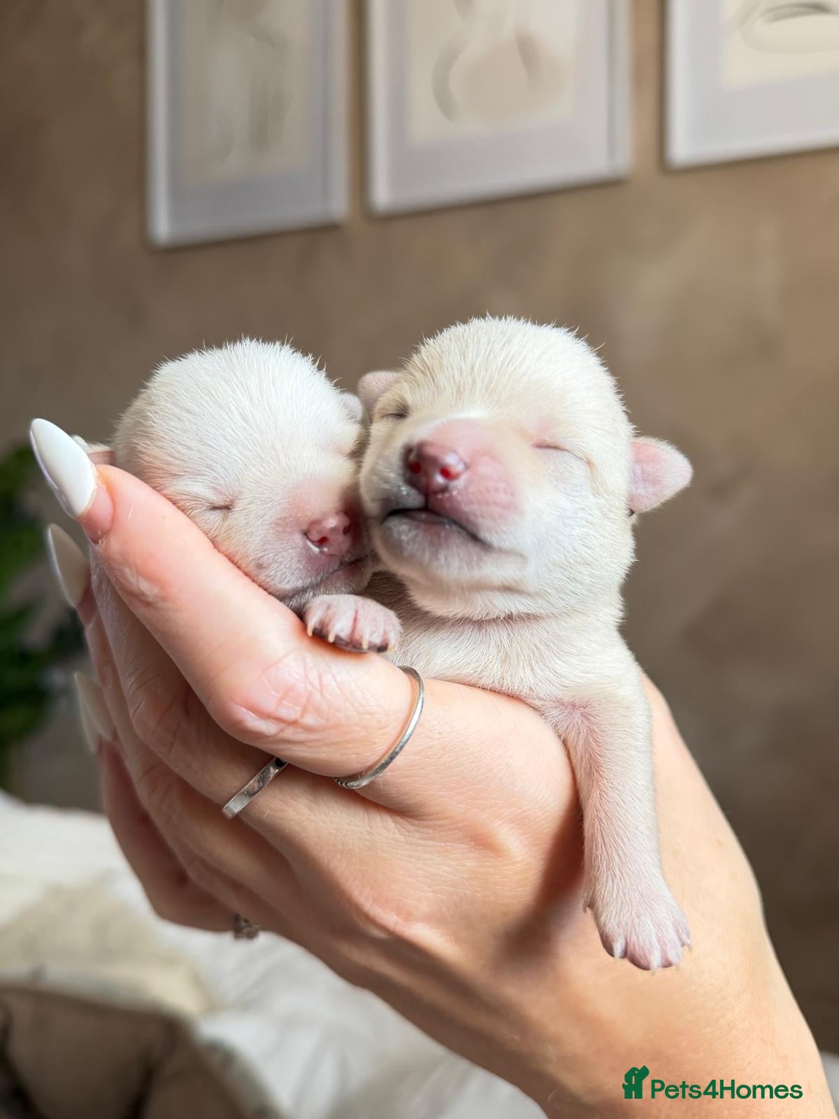 Pomchi dogs for sale: 2 beautiful Pomchis looking for their forever home - Advert 8
