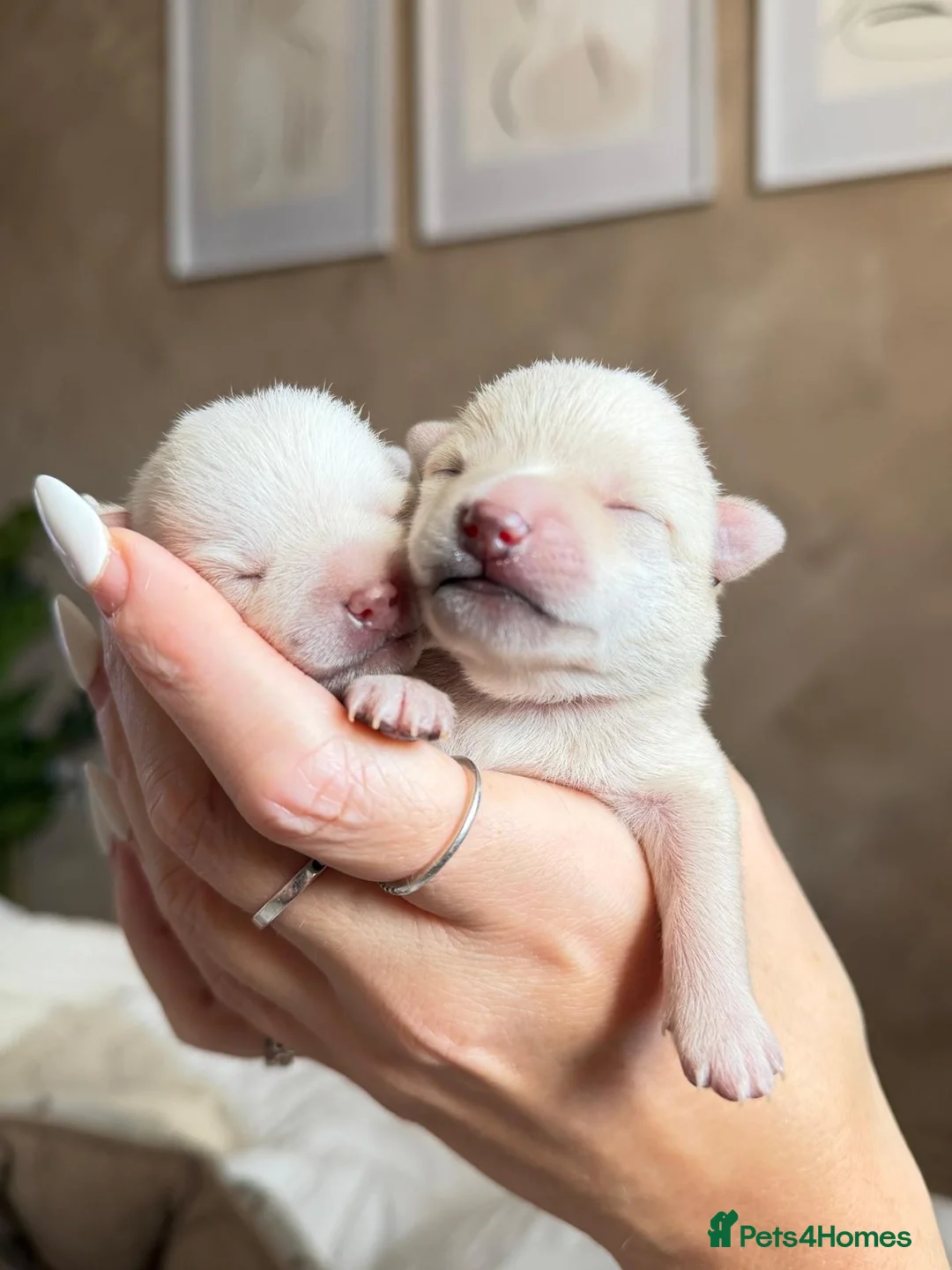 Pomchi dogs for sale: 2 beautiful Pomchis looking for their forever home in Bridgwater - Advert 1