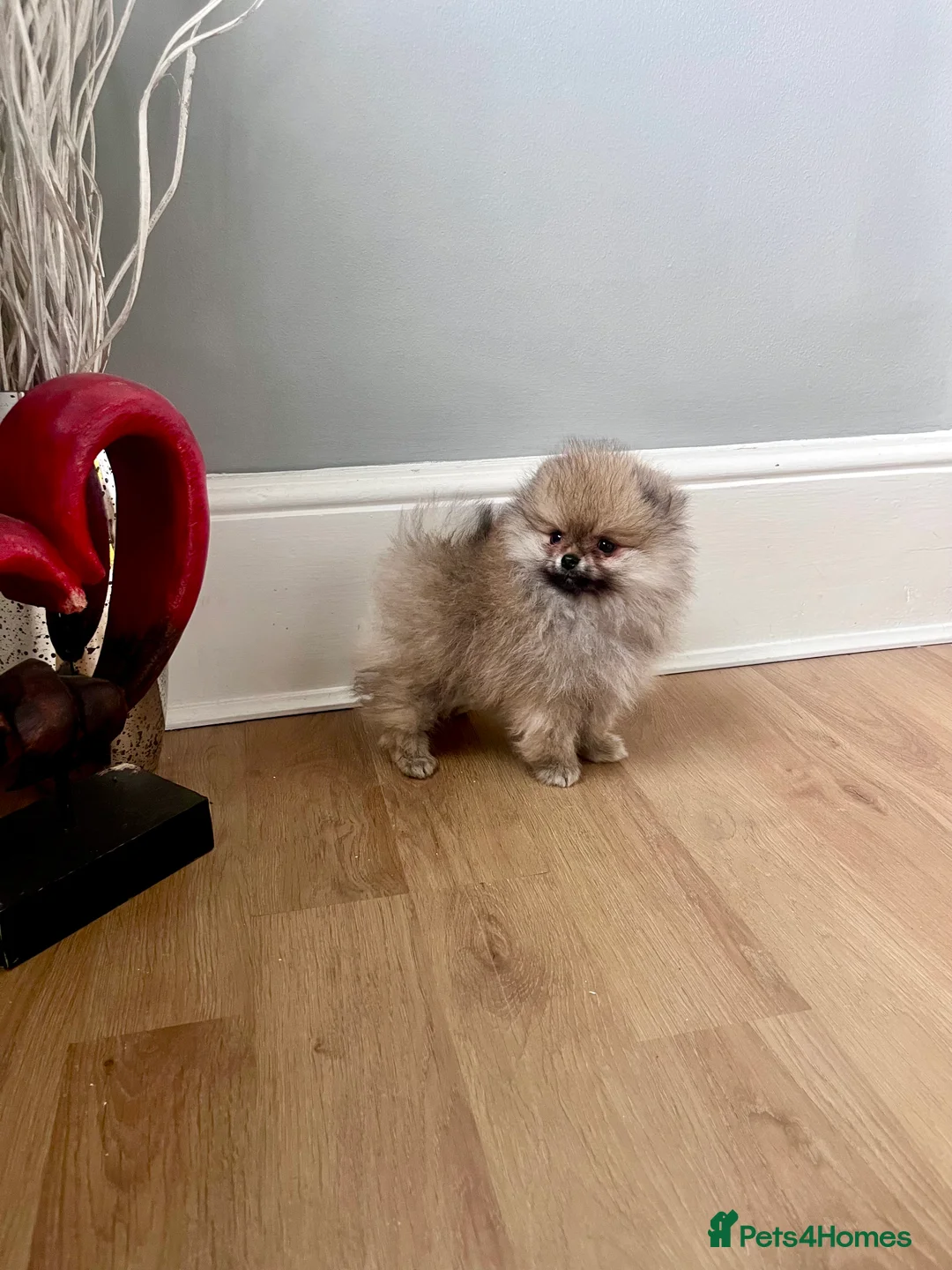 Pomeranian dogs for sale: Top Quality 🏆Championship 🧸Teddy Bear - Advert 11