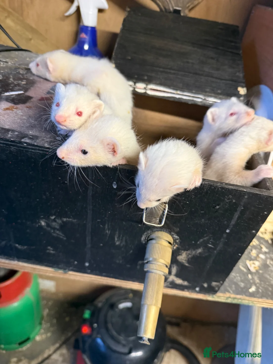 Ferret rodents for sale: Ferret kits  in Reading - Advert 1
