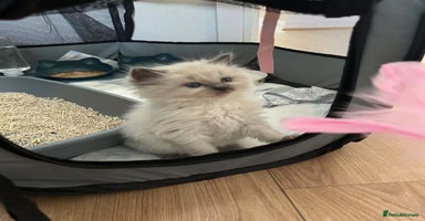 Ragdoll cats - Advert 5