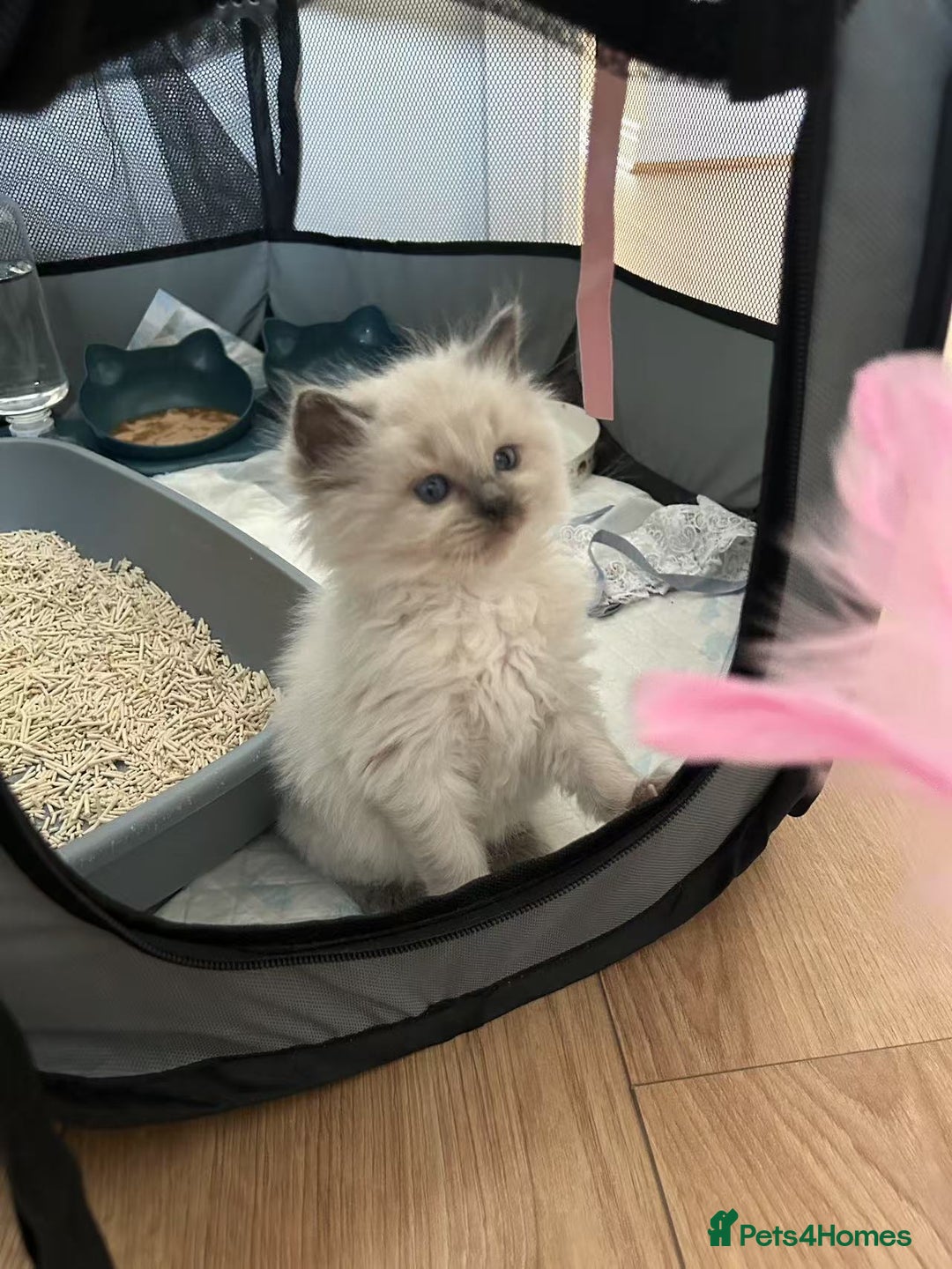 Ragdoll cats for sale: ragdoll kittens - Image 2