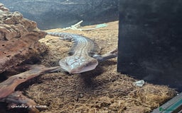Lizard reptiles for sale: Blue tongue skink - Image 2